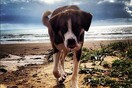 #LIFOPETS (19): Αυτά είναι τα κατοικίδιά μας