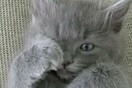#LIFOPETS (18): Αυτά είναι τα κατοικίδιά μας