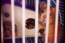 #LIFOPETS (13): Αυτά είναι τα κατοικίδιά μας