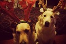 #LIFOPETS (21): Αυτά είναι τα κατοικίδιά μας