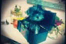 #LIFOPETS (2): Αυτά είναι τα κατοικίδιά μας