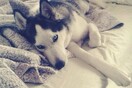 #LIFOPETS (54): Αυτά είναι τα κατοικίδιά μας