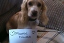 #dogselfie για καλό σκοπό