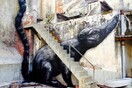Καινούριος ROA 
