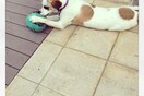  #LIFOPETS (35): Αυτά είναι τα κατοικίδιά μας