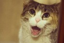 #LIFOPETS (32): Αυτά είναι τα κατοικίδιά μας