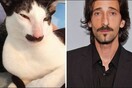 Yπάρχουν 11 γάτες που μοιάζουν με διάφορες διασημότητες