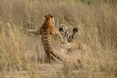 Oι 19 καλύτερες φωτογραφίες στο διαγωνισμό National Geographic