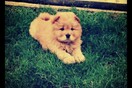 #LIFOPETS (53): Αυτά είναι τα κατοικίδιά μας