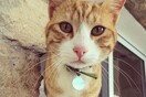 #LIFOPETS (42): Αυτά είναι τα κατοικίδιά μας