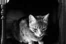 #LIFOPETS (44): Αυτά είναι τα κατοικίδιά μας
