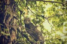 #LIFOPETS (31): Αυτά είναι τα κατοικίδιά μας
