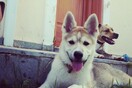 #LIFOPETS (46): Αυτά είναι τα κατοικίδιά μας