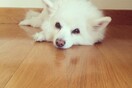 #LIFOPETS (56): Αυτά είναι τα κατοικίδιά μας