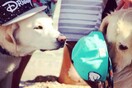 #LIFOPETS (43): Αυτά είναι τα κατοικίδιά μας