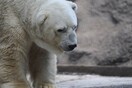 Arturo: Ένα από τα πιο δυστυχισμένα ζώα του πλανήτη χρειάζεται τη βοήθειά μας