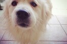 #LIFOPETS (49): Αυτά είναι τα κατοικίδιά μας