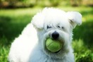 #LIFOPETS (51): Αυτά είναι τα κατοικίδιά μας