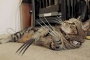 Η γάτα Wolverine!