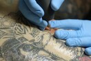 "Χτύπα μου ένα Cattoo!"