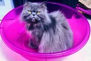 #LIFOPETS (36): Αυτά είναι τα κατοικίδιά μας