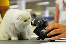 Μια ολόκληρη μέρα στο πρώτο παγκόσμιο Cat Show της Ελλάδας