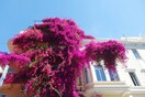 Γιατί κόπηκε η μεγαλύτερη μπουκαμβίλια της Αθήνας;