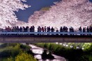 Hanami: η αποθέωση της Άνοιξης