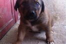 #LIFOPETS (48): Αυτά είναι τα κατοικίδιά μας