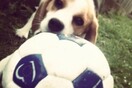 #LIFOPETS (52): Αυτά είναι τα κατοικίδιά μας