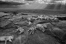 H φωτογραφία που κέρδισε στον διαγωνισμό Wildlife Photography of the Year