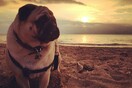 #LIFOPETS (29): Αυτά είναι τα κατοικίδιά μας