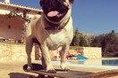 #LIFOPETS (30): Αυτά είναι τα κατοικίδιά μας
