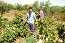 Κρασί «από σπίτι»