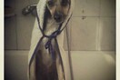 #LIFOPETS (28): Αυτά είναι τα κατοικίδιά μας
