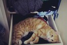 #LIFOPETS (47): Αυτά είναι τα κατοικίδιά μας