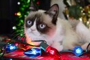 Η Grumpy Cat ετοιμάζεται να φέρει την απόλυτη γκρίνια στα φετινά Χριστούγεννα