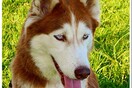 #LIFOPETS (57): Αυτά είναι τα κατοικίδιά μας