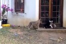 Λιονταράκι τρομάζει ανυποψίαστο σκύλο