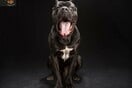 The Black Dog Project: 10 πανέμορφοι μαύροι σκύλοι