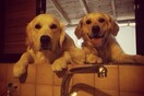 #LIFOPETS (50): Αυτά είναι τα κατοικίδιά μας