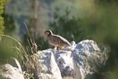 Γνωρίζετε ότι μόλις 5 χιλιόμετρα απ' την πλατεία Συντάγματος βρίσκεται μια προστατευόμενη περιοχή Natura;