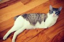 Η νέα αγάπη του Instagram είναι μια γάτα με δύο πόδια 