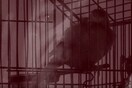 [MOUNTAIN live] O Θάνος Κόης (Lost Bodies) διαβάζει το ποίημα "Ας Φρόντιζαν" του Κ. Π. Καβάφη