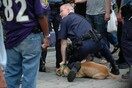 10.000 σκυλιά πεθαίνουν κάθε χρόνο από τα όπλα αστυνομικών