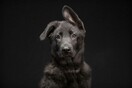  Το "Black Dogs Project" βοηθά τους μαύρους σκύλους να βρουν σπίτι