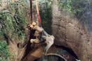 Επιχείρηση 12 ωρών για τη διάσωση ελέφαντα που έπεσε σε πηγάδι