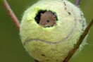 Πώς τα χιλιάδες άχρηστα μπαλάκια τένις του Γουίμπλεντον γίνονται σπίτι για τα ποντίκια των αγρών