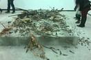 Εντεχνίλα