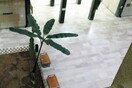 Οι φυτείες των δικαστηρίων